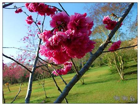 櫻花和草地