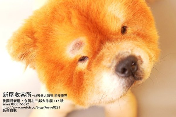 為他們找個家.jpg