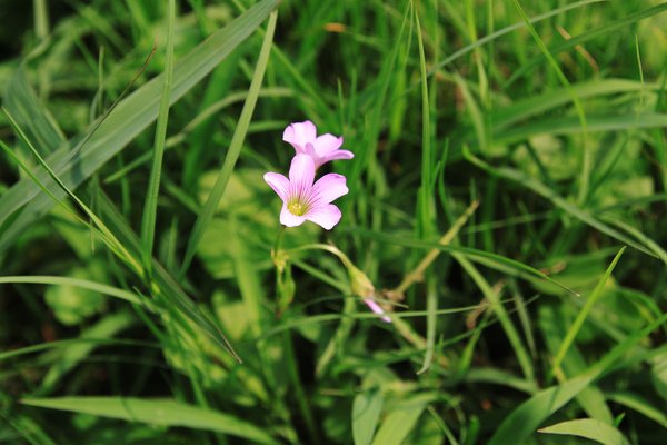 酢醬花和草