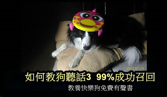 如何教狗聽話3 99%成功召回.jpg