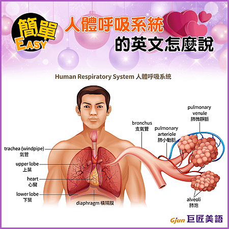 粉絲團PO文_人體呼吸系統