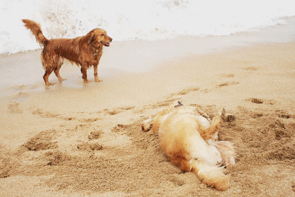 anigif.gif