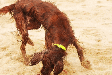 IMG_9581.gif