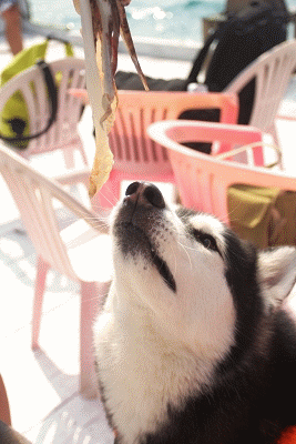 IMG_0182.gif