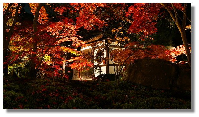 京都永觀堂夜楓