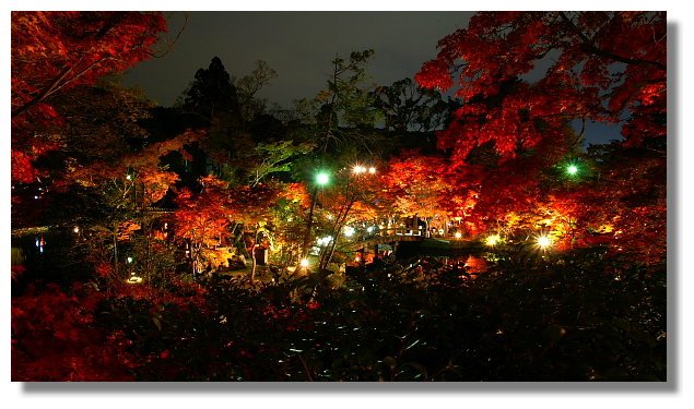 京都永觀堂夜楓