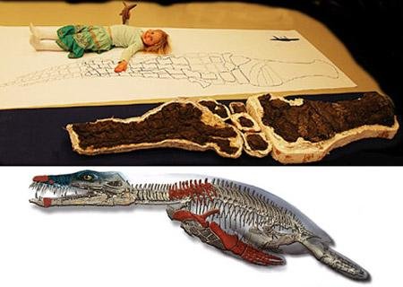 北極海洋暴龍 古生物 化石2.jpg