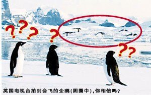 會飛的企鵝1.jpg