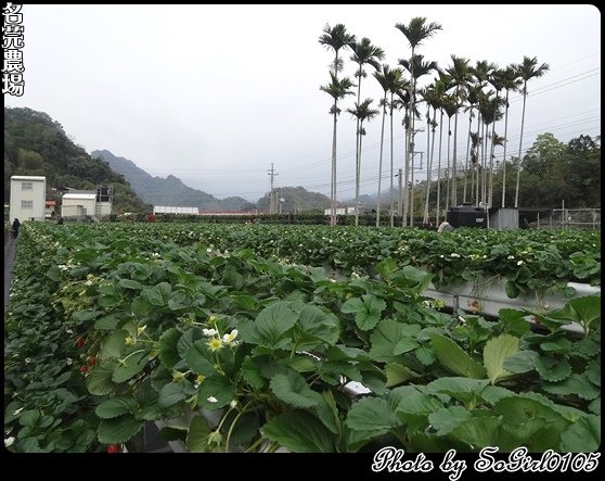 名芫農場