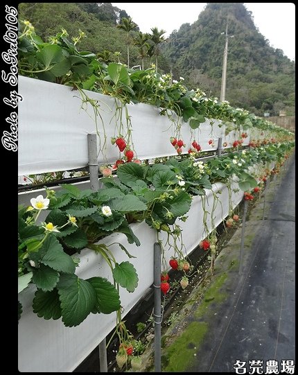 名芫農場