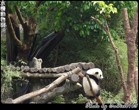 木柵動物園