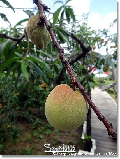 好雞婆土雞城