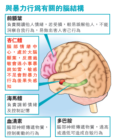 大腦