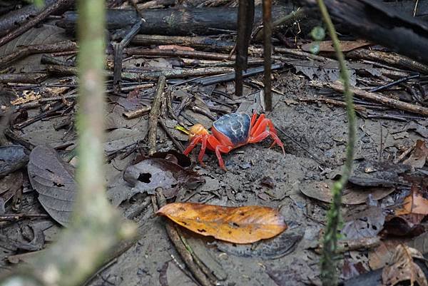 Trail - Crabs (5)