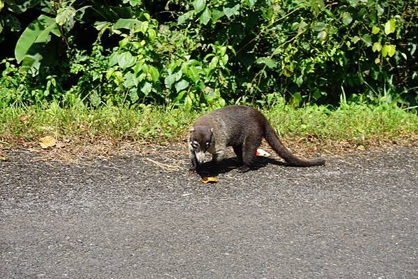 Coatis (3)