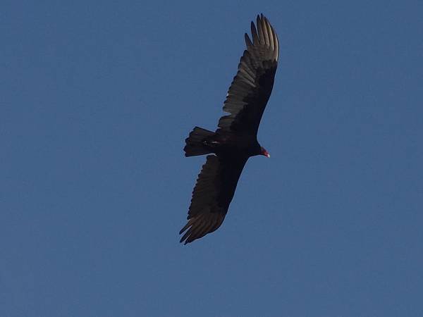 Bird La Fortuna (3)