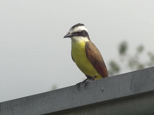 Bird La Fortuna (1)