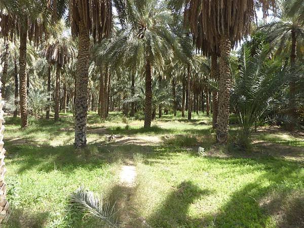 Al Ain Oasis (1)