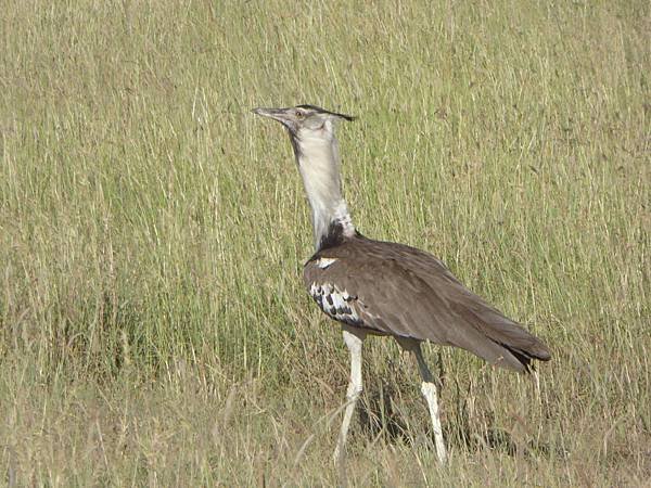 Kori bustard (1).JPG