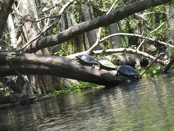 Ichetucknee Springs State Park (85).JPG