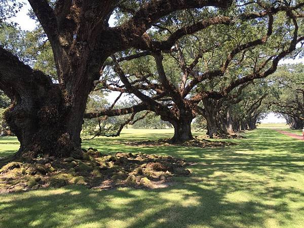 Oak Alley Plantation (69).JPG