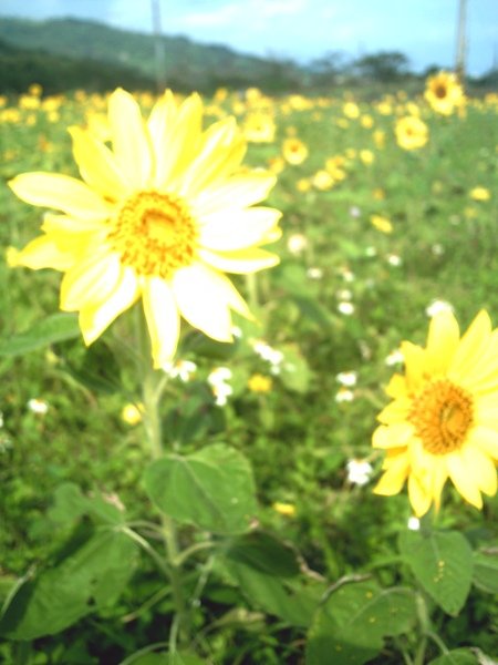 Sunflower2.JPG