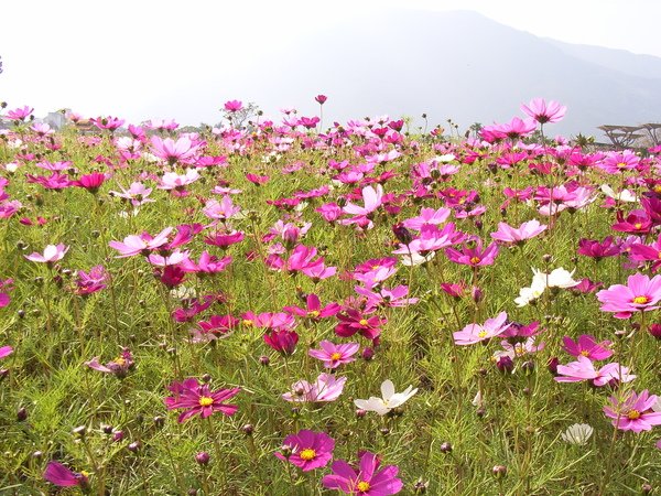 Coreopsis7.JPG