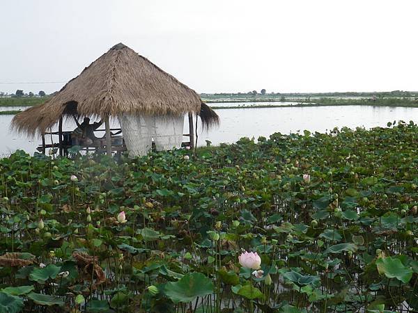 065 161013 Tonle Sap Lake-Lotus Field.JPG