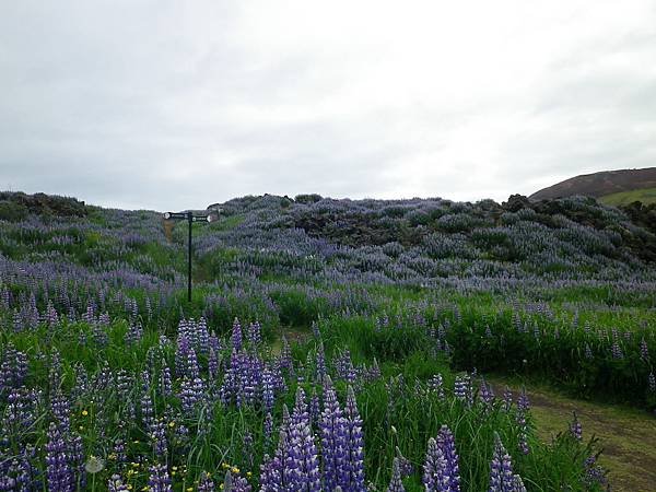 024 160613 Vestmannaeyjar-Urðarvegur.JPG