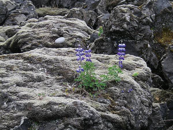 038 160613 Vestmannaeyjar-Urðarvegur.JPG