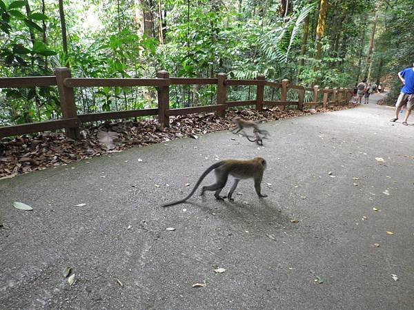 014 160828 Singapore-Bukit Timah NR-Summit Trail.JPG