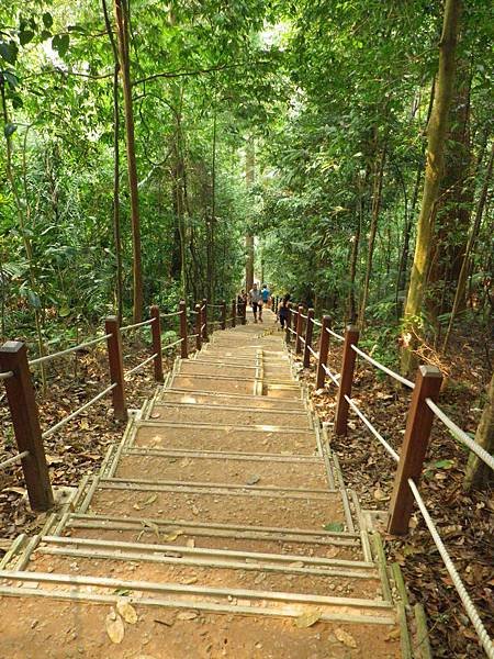 023 160828 Singapore-Bukit Timah NR-Summit Trail.JPG