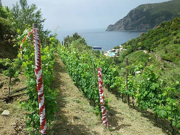 074 190610 SVA2 Sentiero Monterosso - Vernazza.JPG