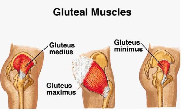 Gluteal muscles