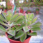 龍蝦花-01.JPG