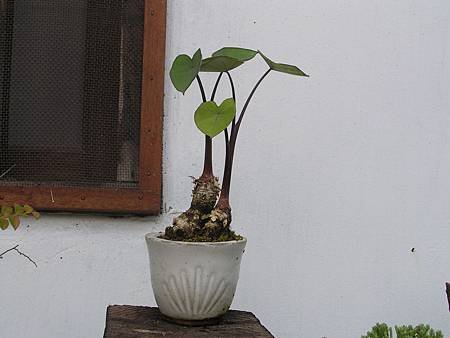 紫芋.JPG