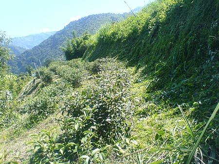 7月29日茶園砍草