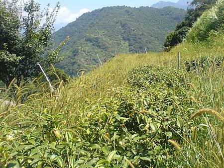 茶園的秋景