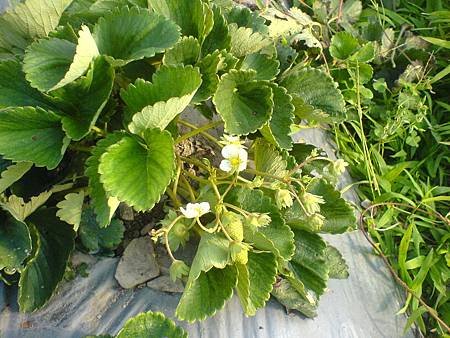 10月21日草莓陸續開花了