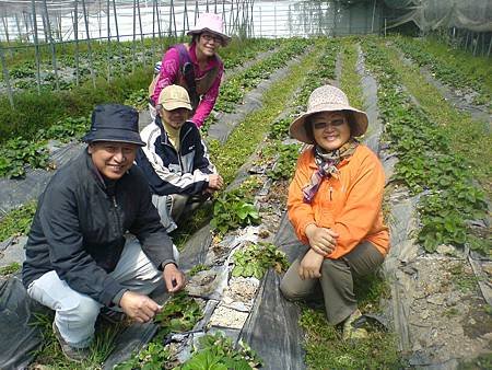 太平蔡先生夫妻及朋友陳先生夫妻參觀草莓園