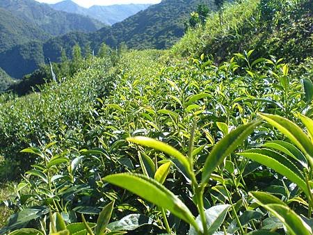 6月25日的茶芽