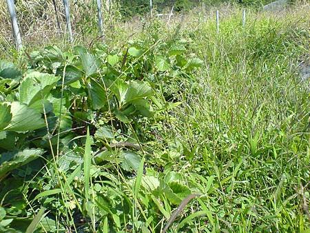 野化草莓_從草叢中找草莓苗