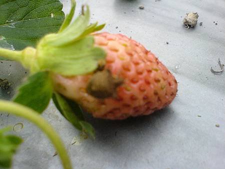 草莓生態