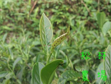 被盲椿象咬的茶芽