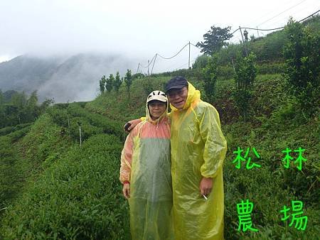 新竹 賴春宏夫妻冒雨參觀茶園