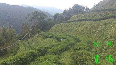 拔完草的茶園