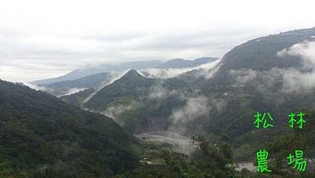 茶園風景