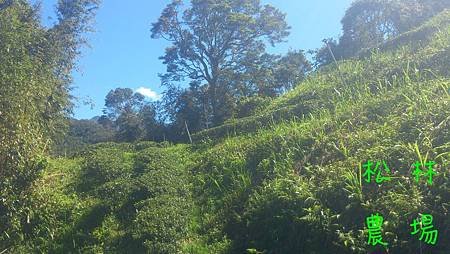 9月24日茶園全景