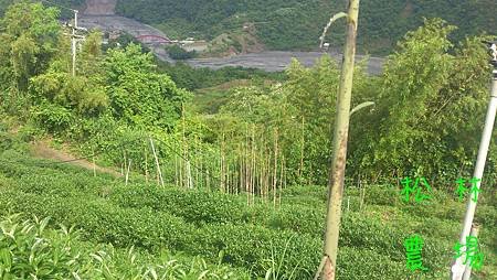 茶園旁長很多桂竹筍，要砍掉才不會影響採茶工作