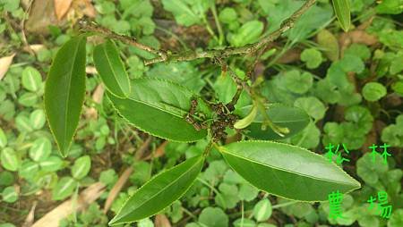 茶蟲吃茶葉後的排遺